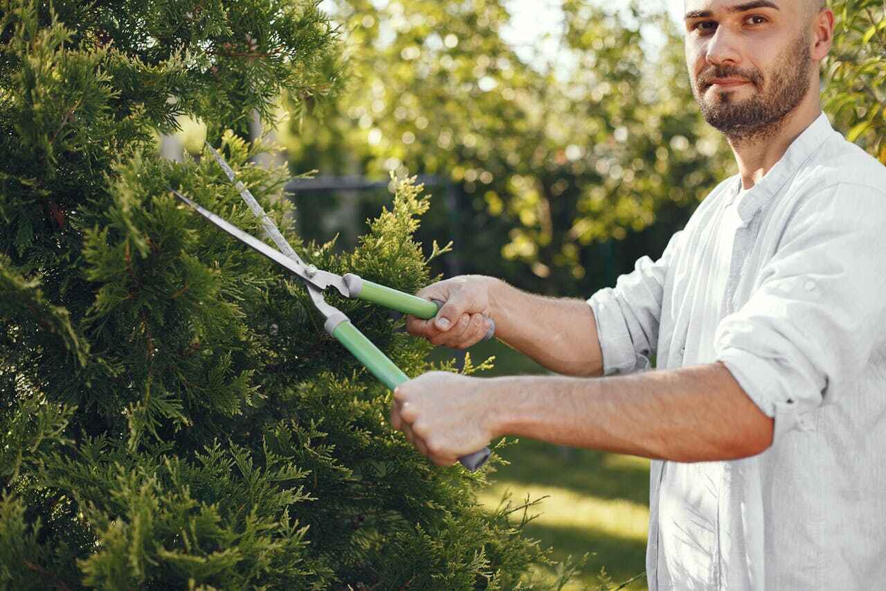 Best Emergency Storm Tree Removal  in Graham, TX